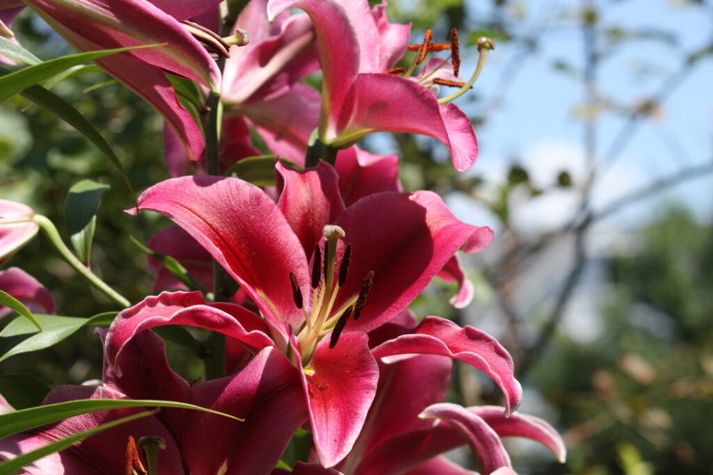 Pink Lillies in Bloom