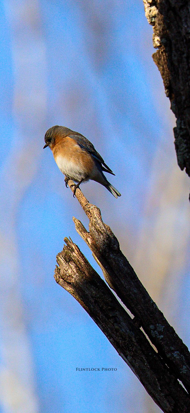 Bluebird perched on the tip of a dying branch, Walnut