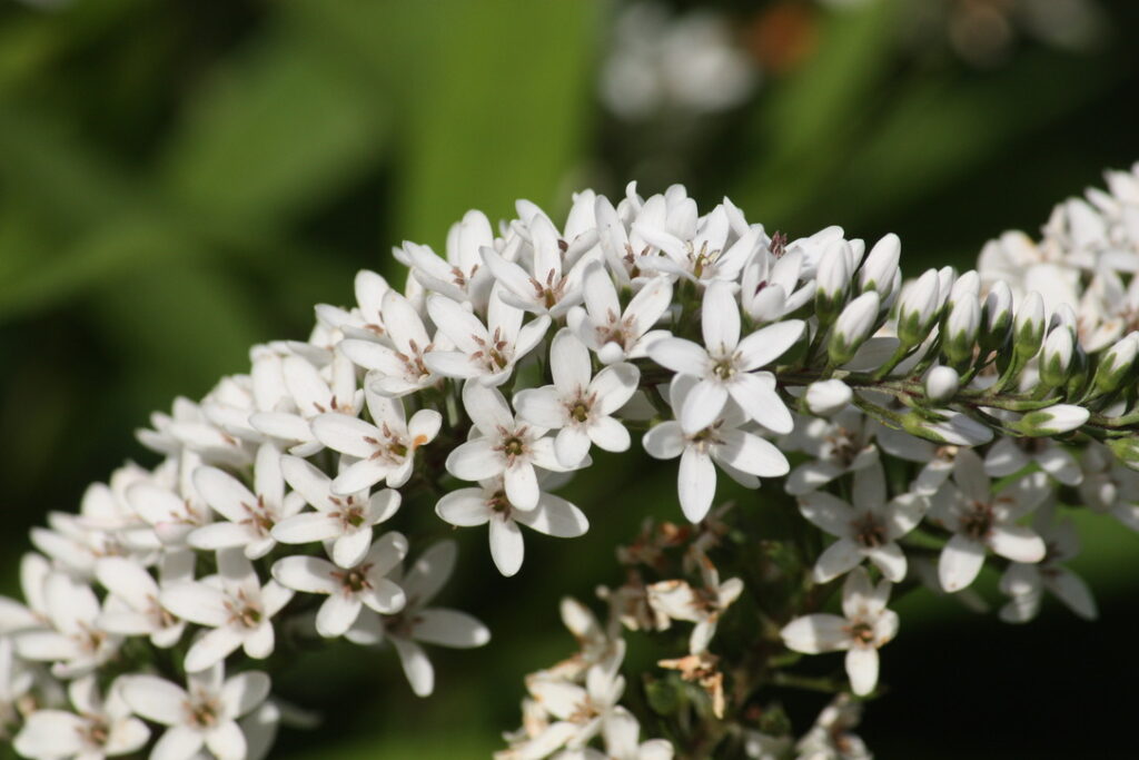 Gooseneck in Bloom