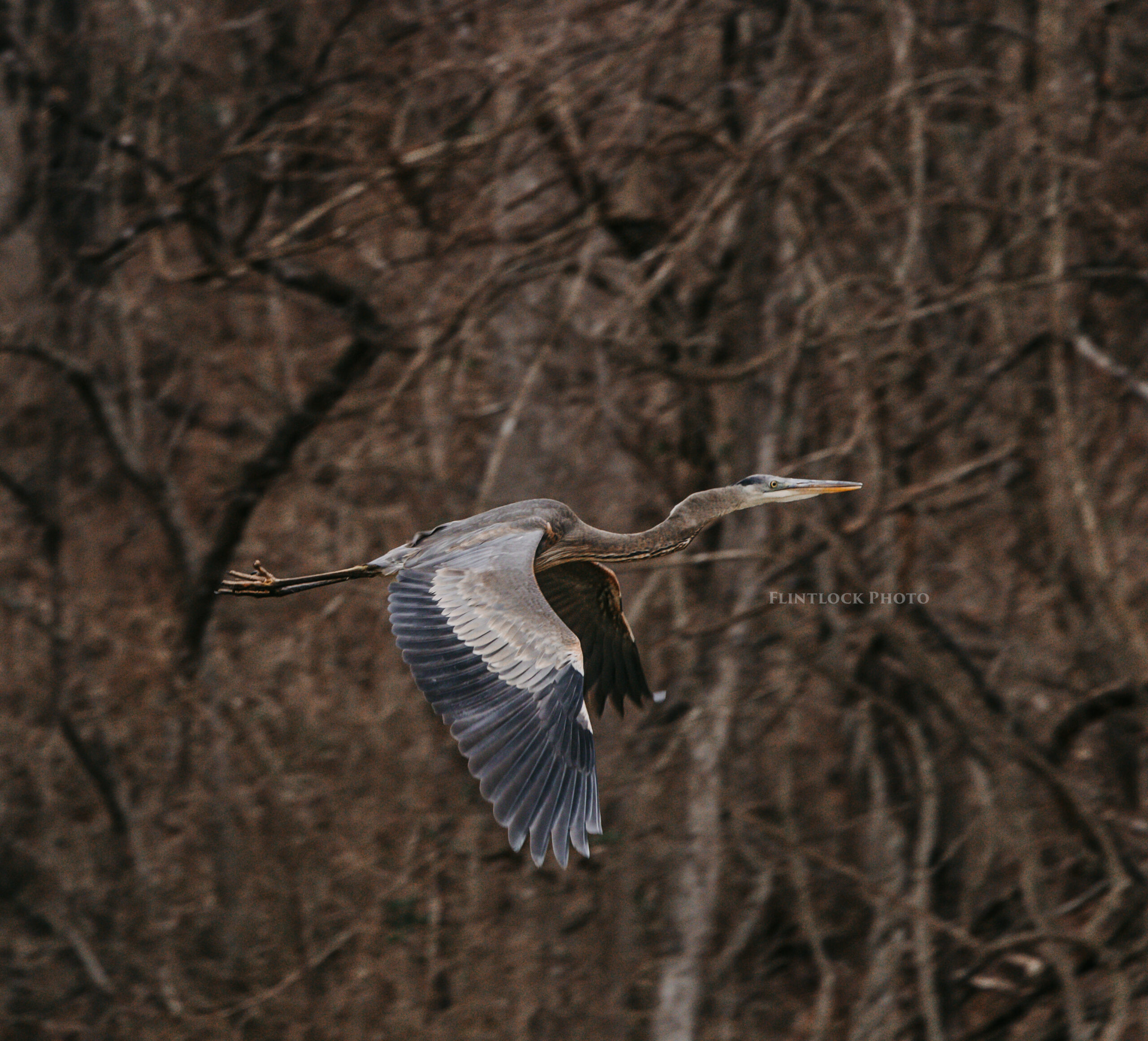 Great Blue Heron in Flight