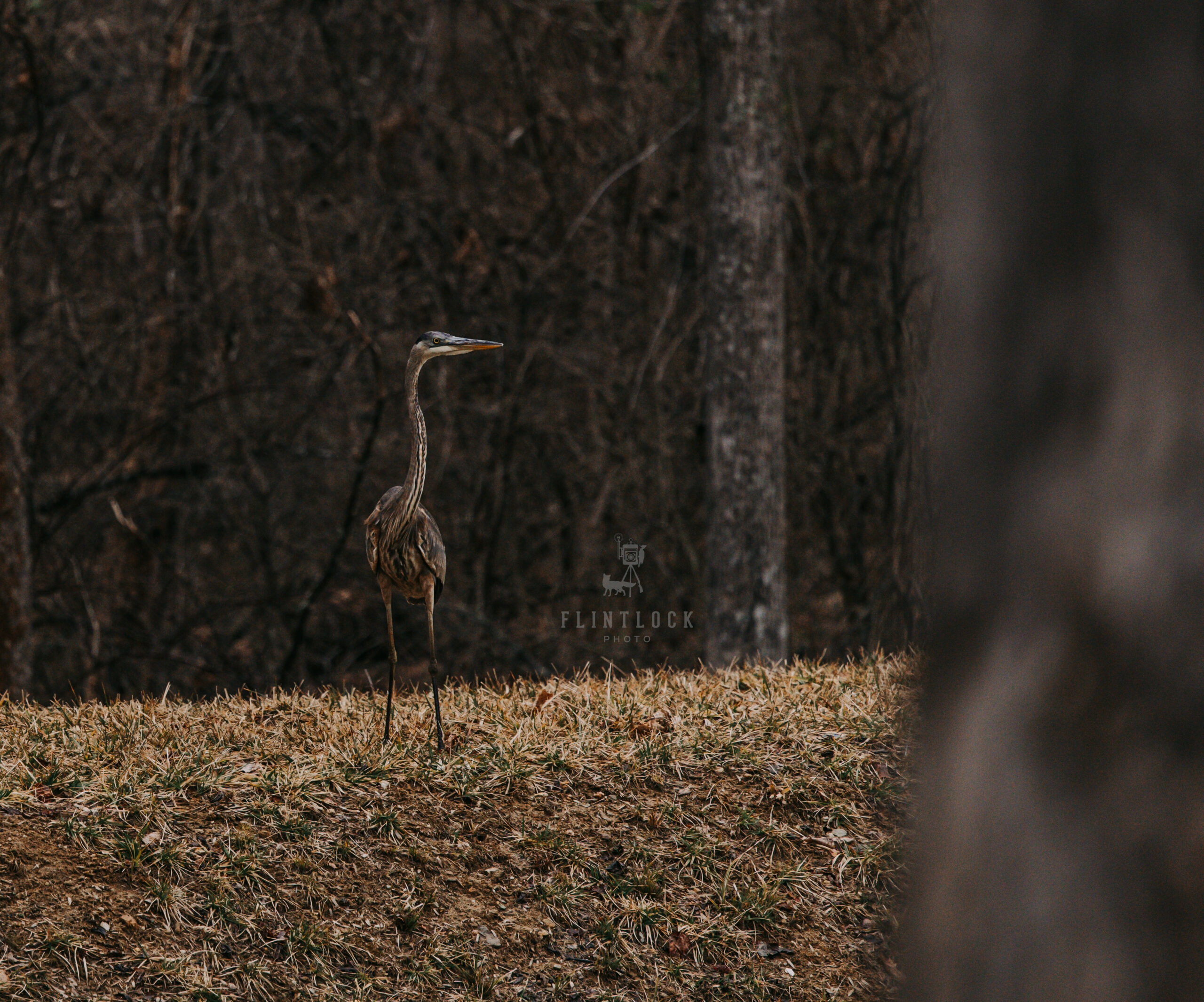 Great Blue Heron standing on the shore of a pond.