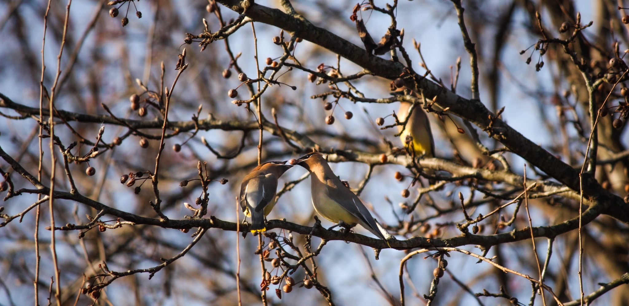 This image depicts a pair of Cedar Waxwings, one feeding the other berries.