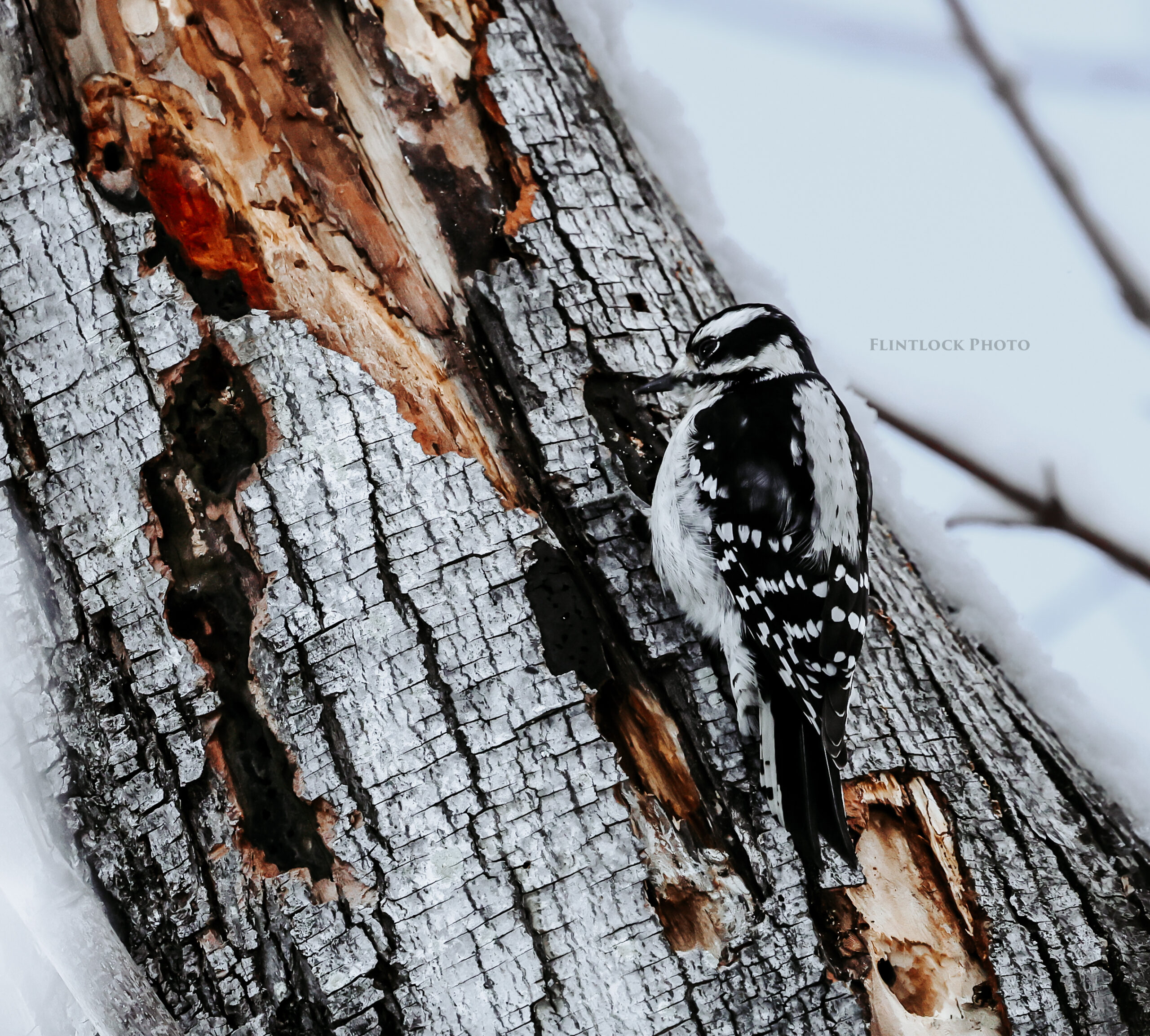 A Downy woodpecker chipping bark off of a dead tree.