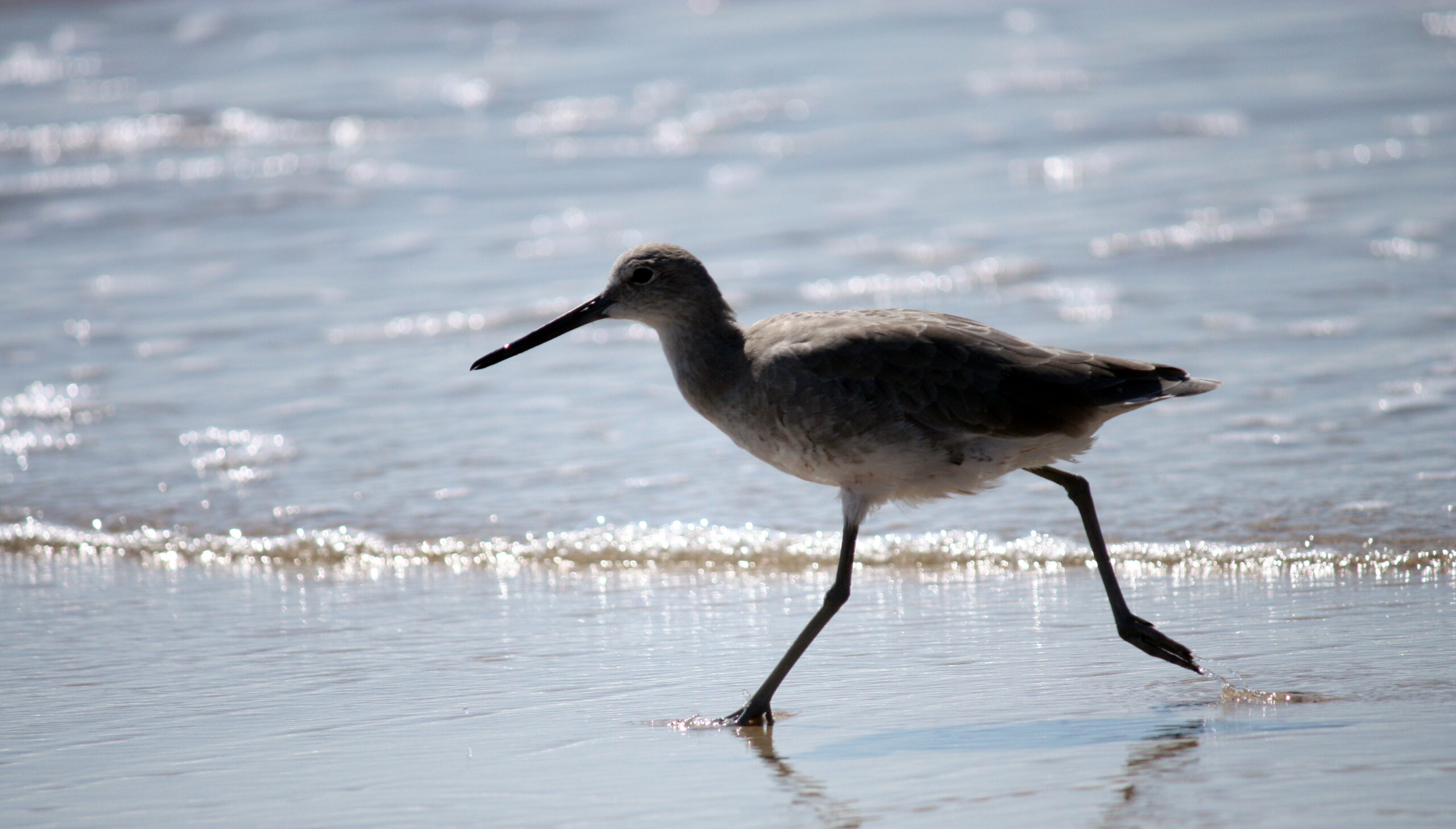 Stilted Sandpiper running in the Waves on sandy shores.