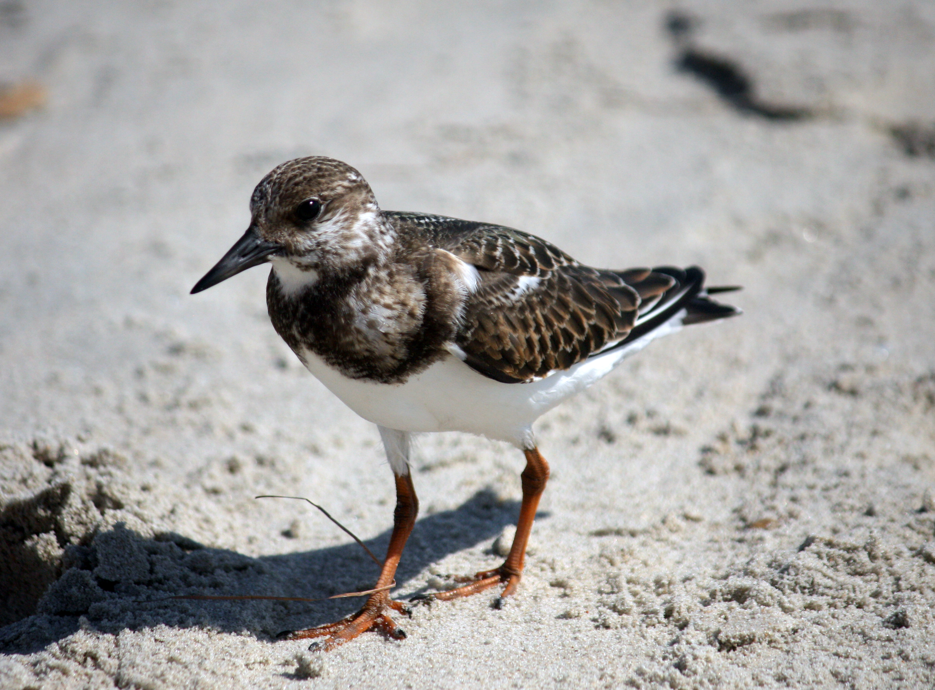 Sanderling