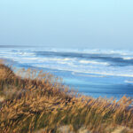 Sea Oats swaying in the ocean breeze, Hatteras Island, Outer Banks, North Carolina