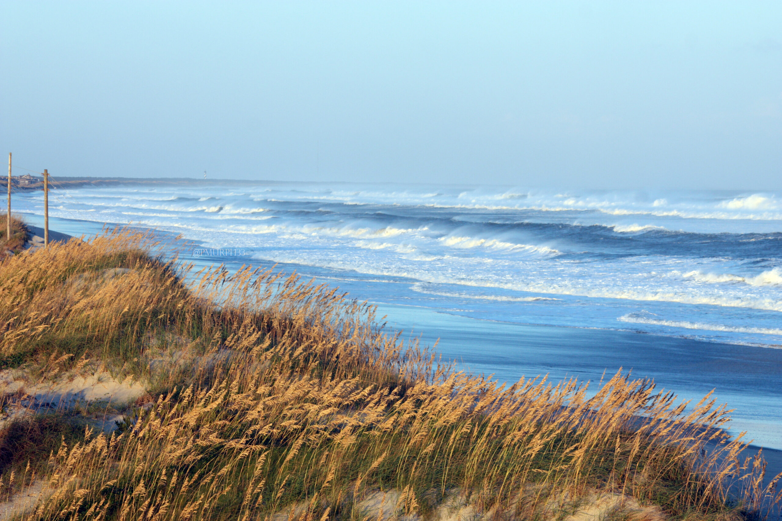 Sea Oats swaying in the ocean breeze, Hatteras Island, Outer Banks, North Carolina