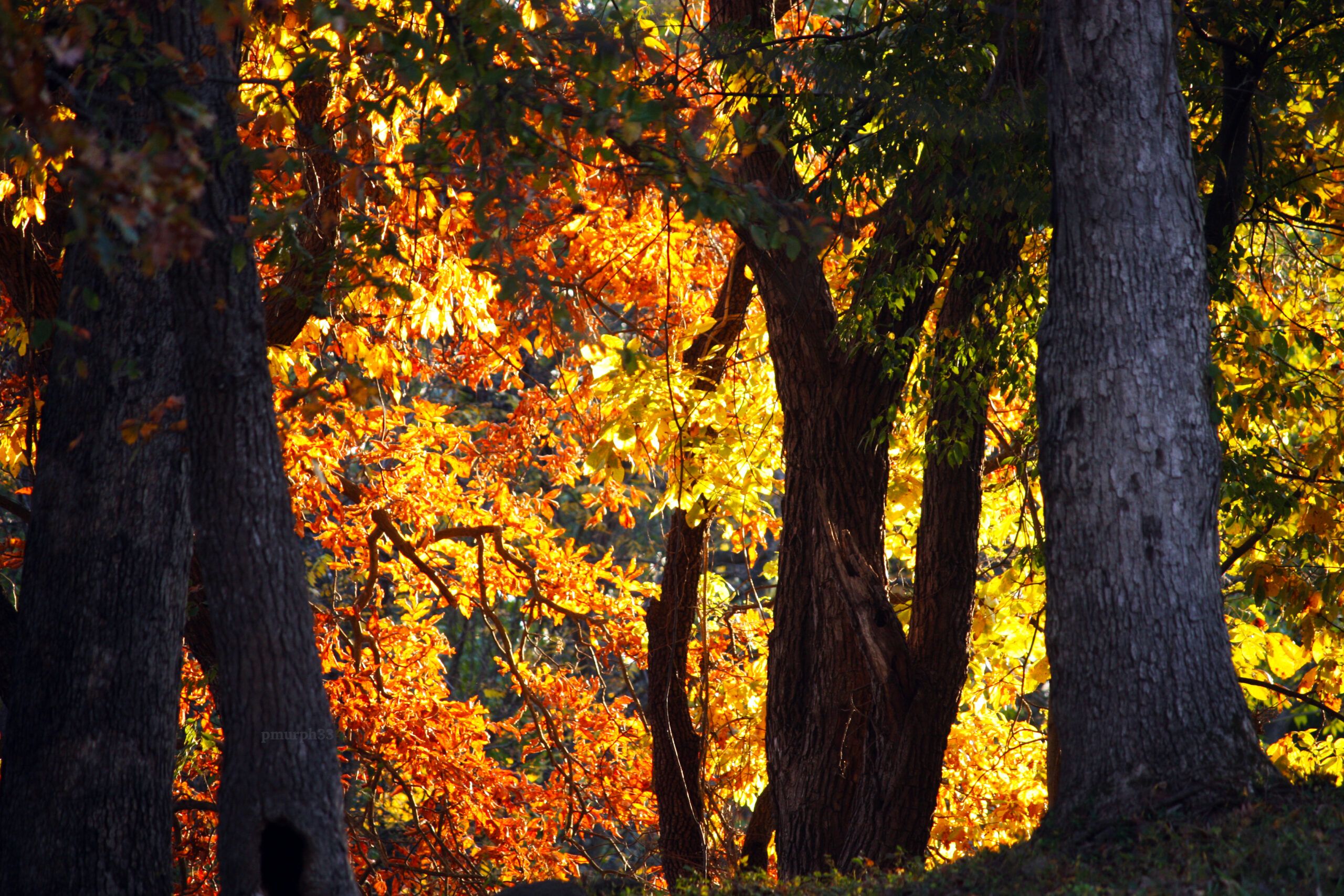 Autumn Glow