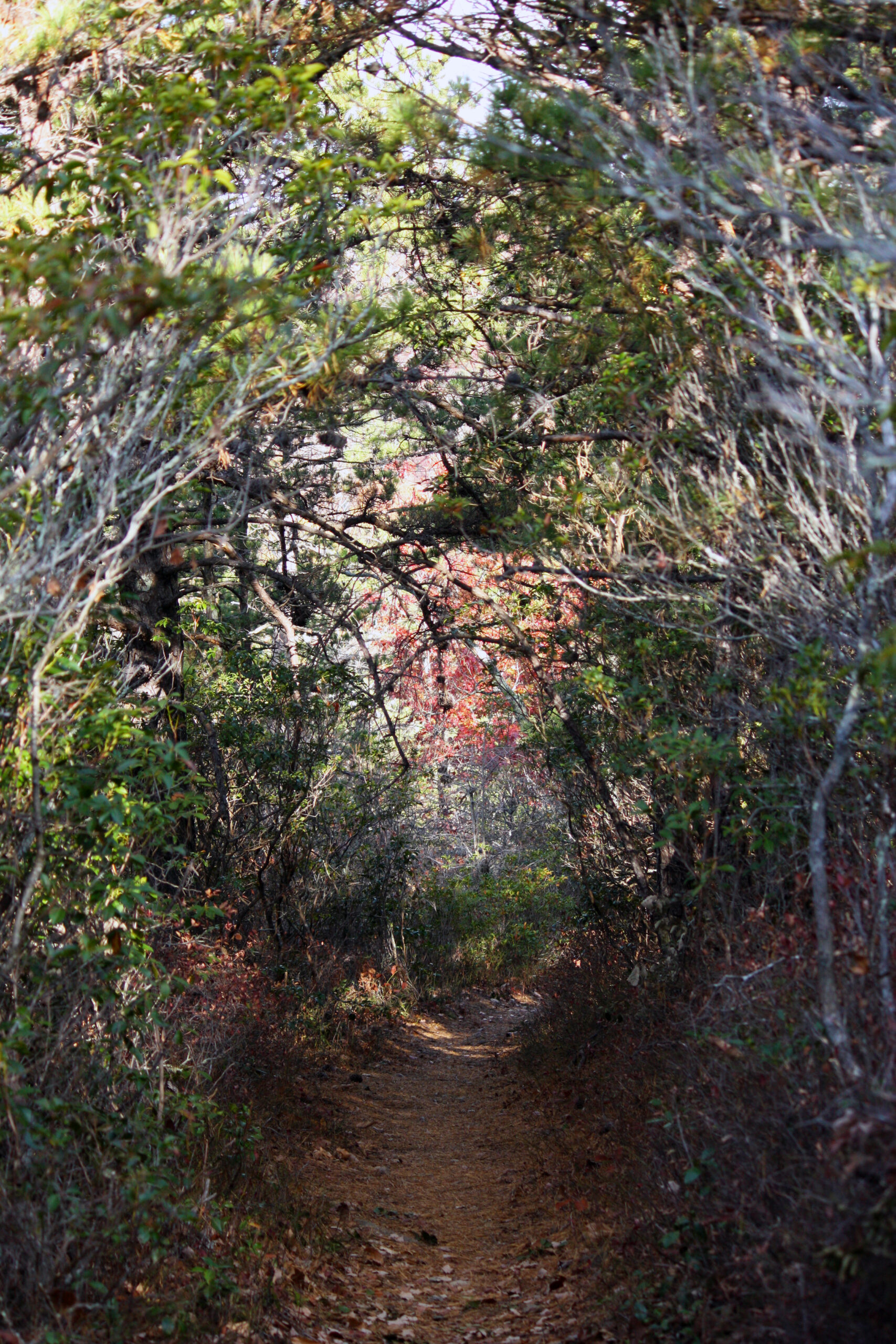 A Walk in the Woods, Skyline Drive