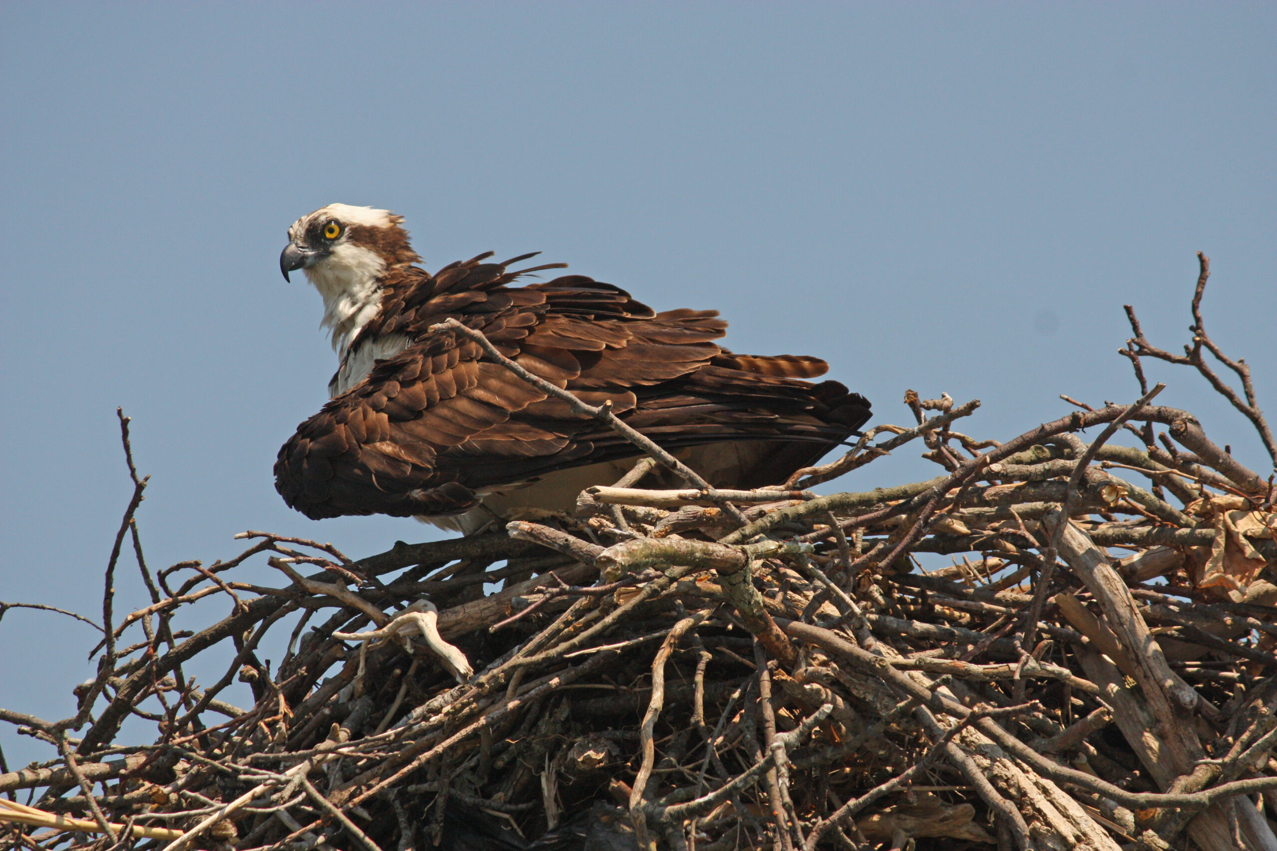 portrait of an Osprey in its nest