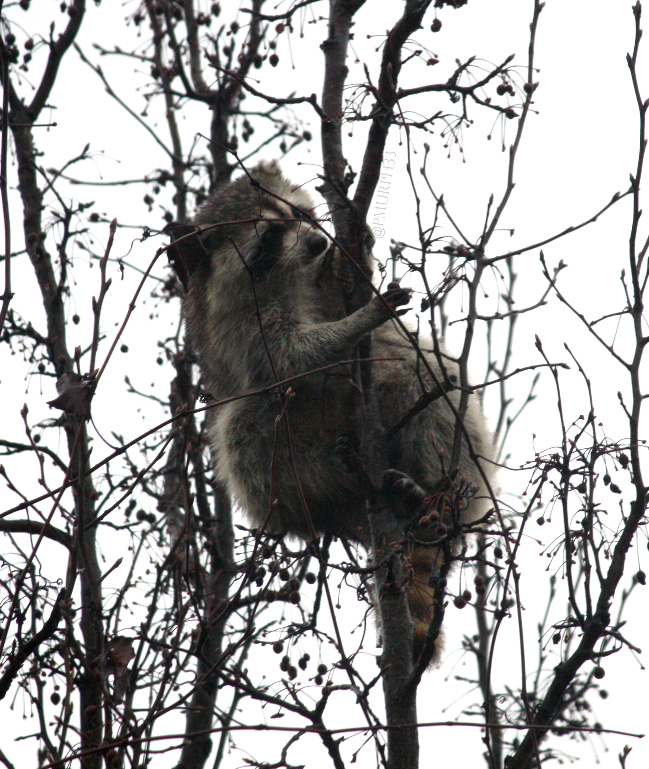 Raccoon, Cherries