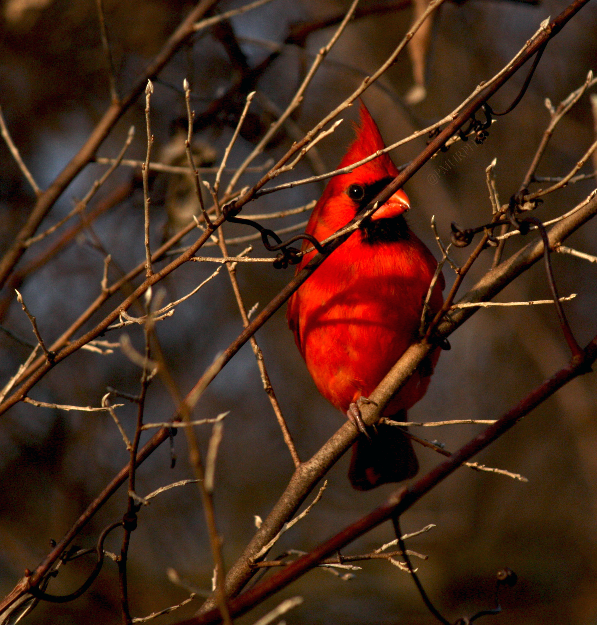 Portrait of a Cardinal in Virginia's winter