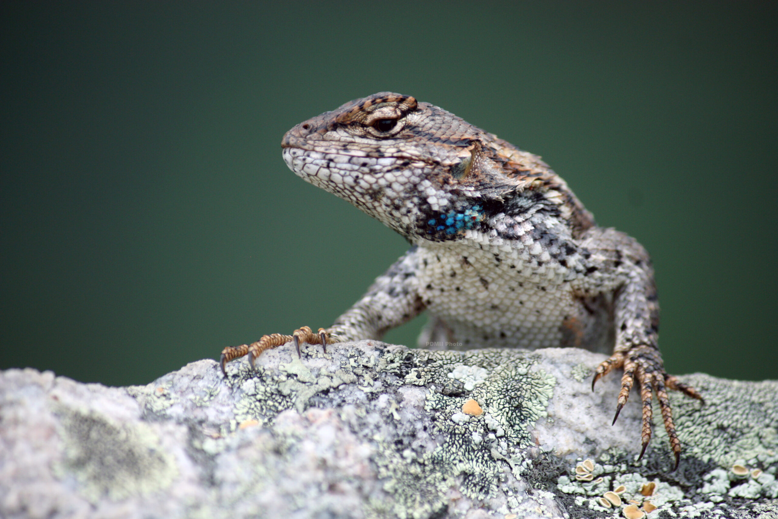 This image depicts an Eastern Fence Lizard perched on Limestone, facing left.