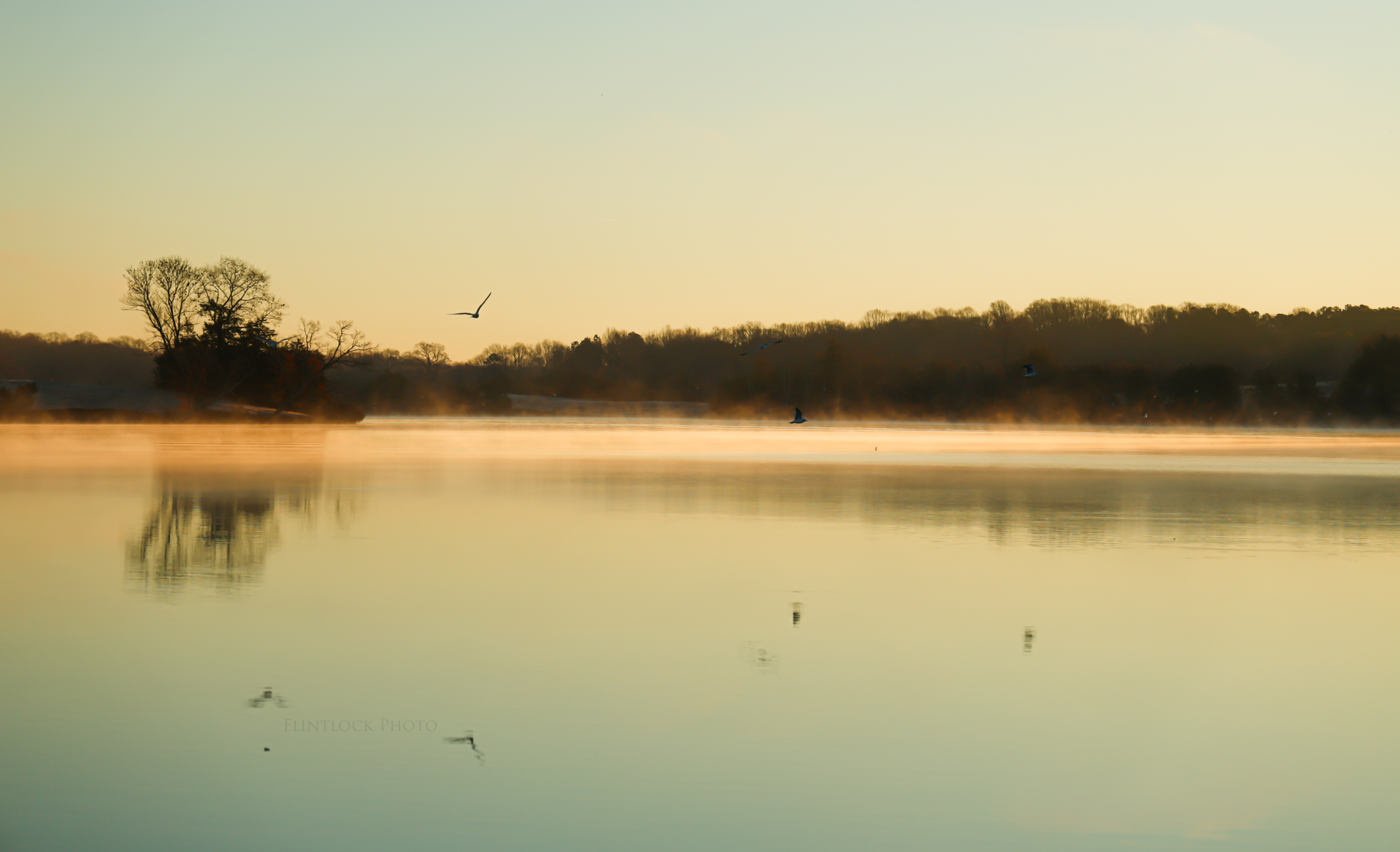 This image depicts seagulls over the surface of Lake Anna, Virginia - reflected.