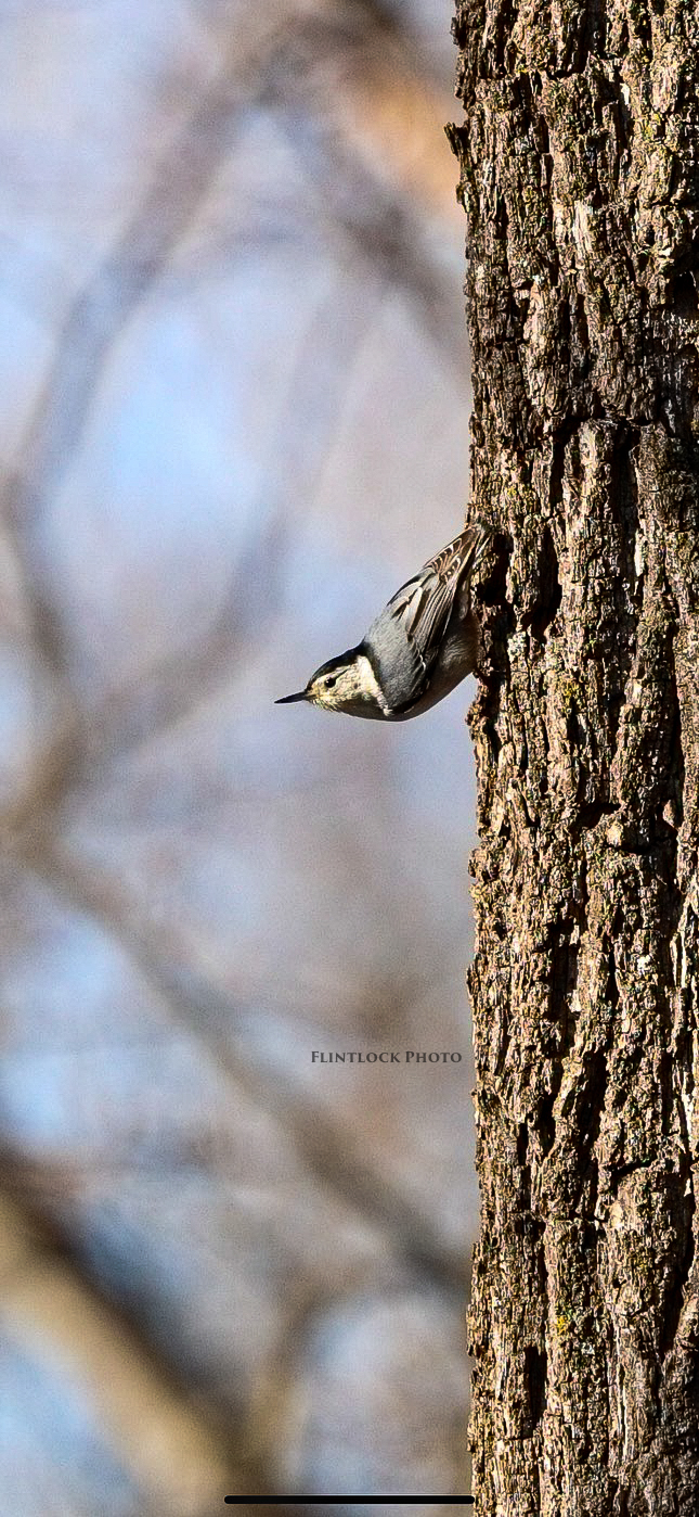 White Breasted Nuthatch perched on White Oak Tree