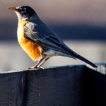 American Robin