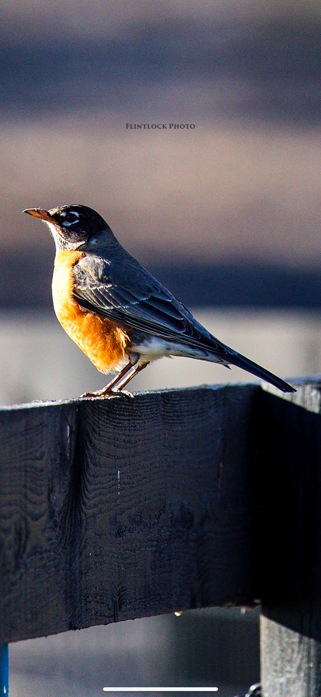 American Robin