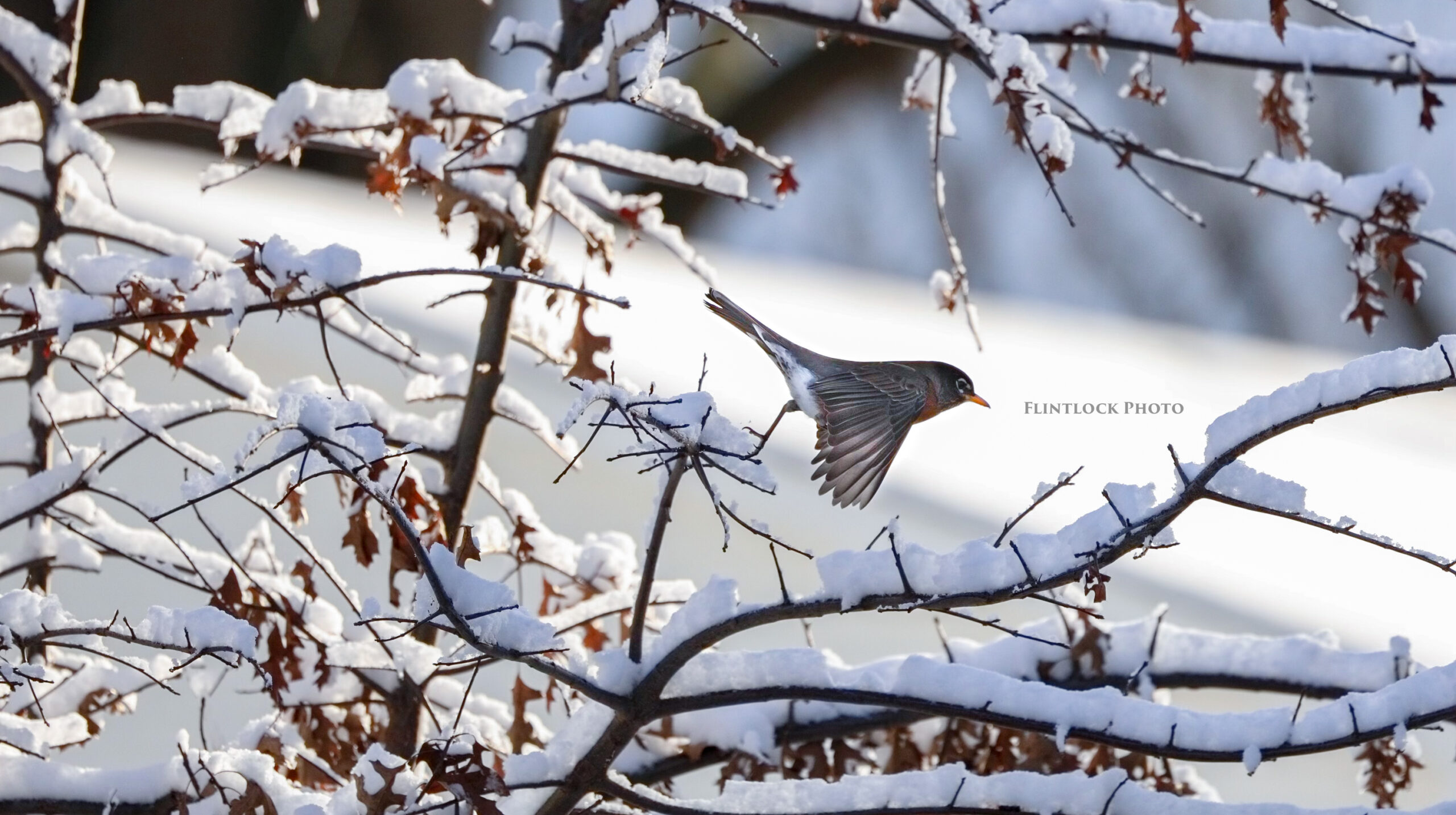 Robin in Snow