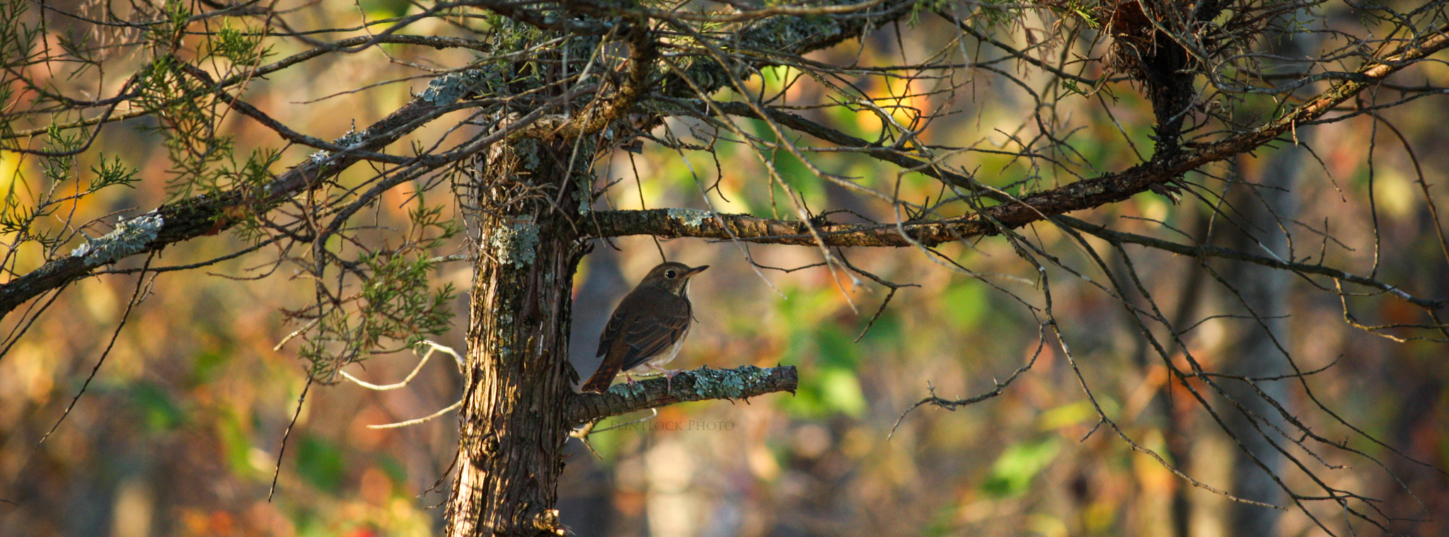 Pictured is a Wood Thrush perched on the limb of a Juniper tree.