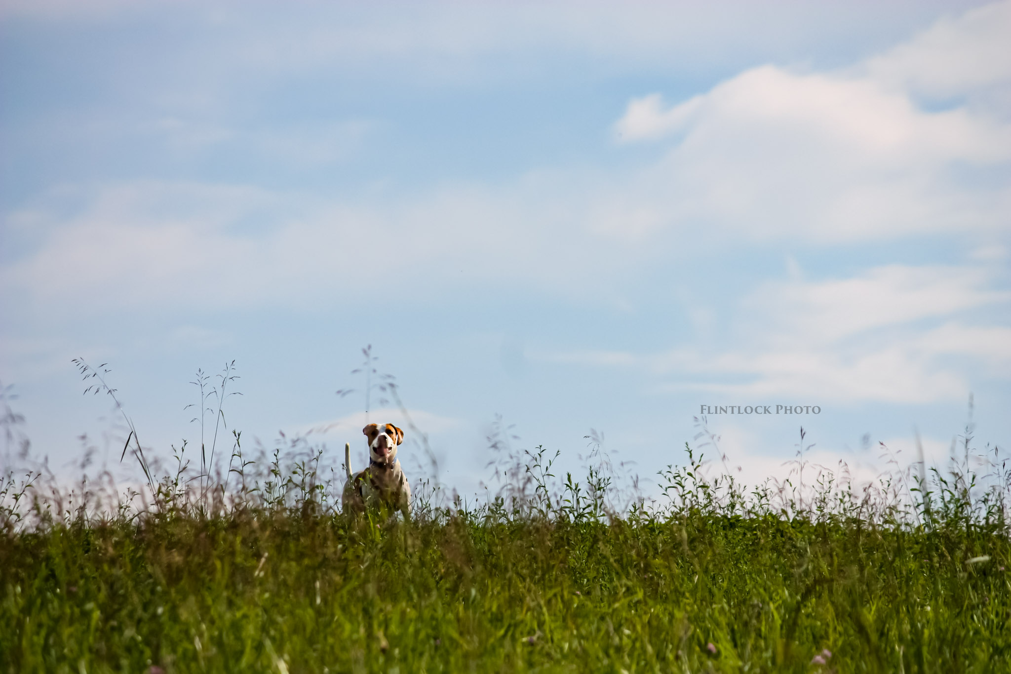 Dog standing in fescue grass field