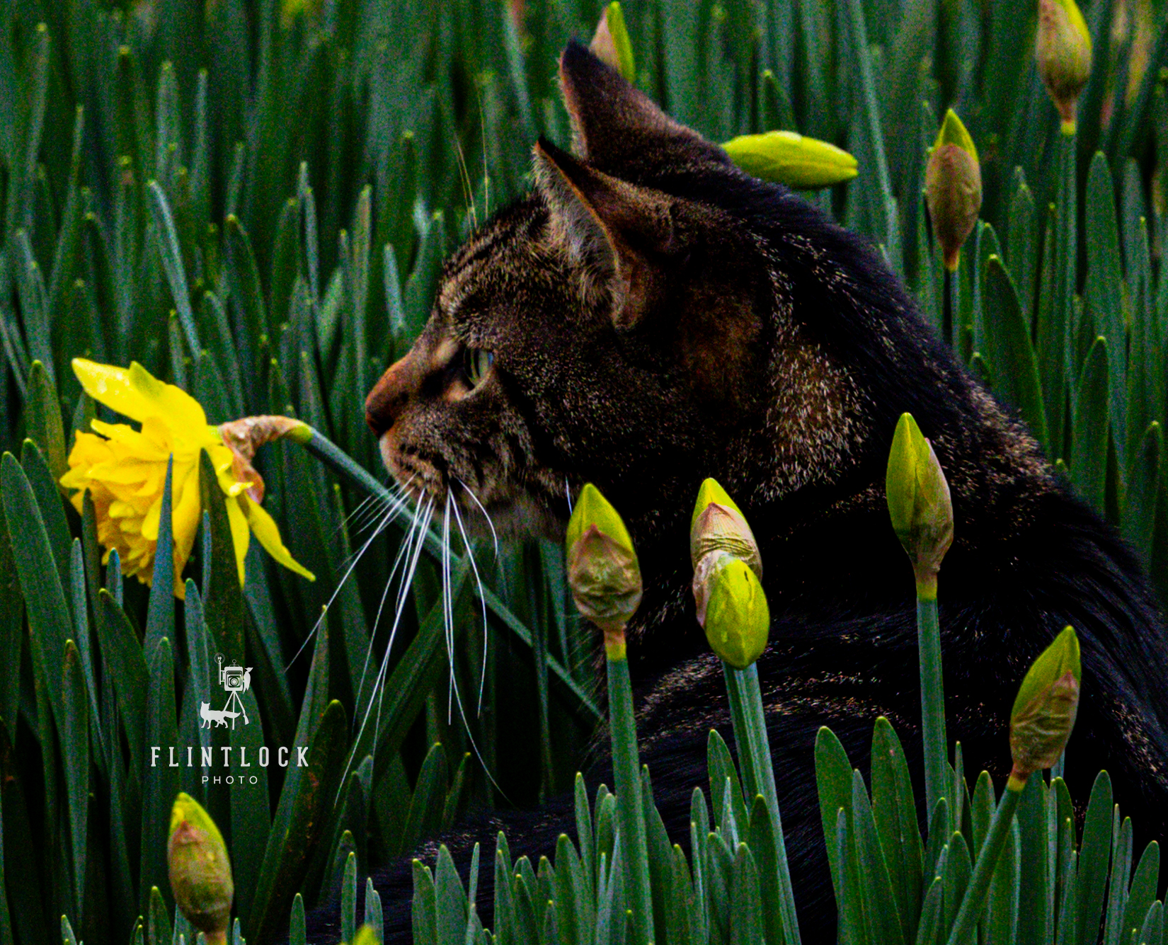 Brown Cat hiding in a bed of Crocus