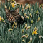 Brown Cat in a Crocus Bed