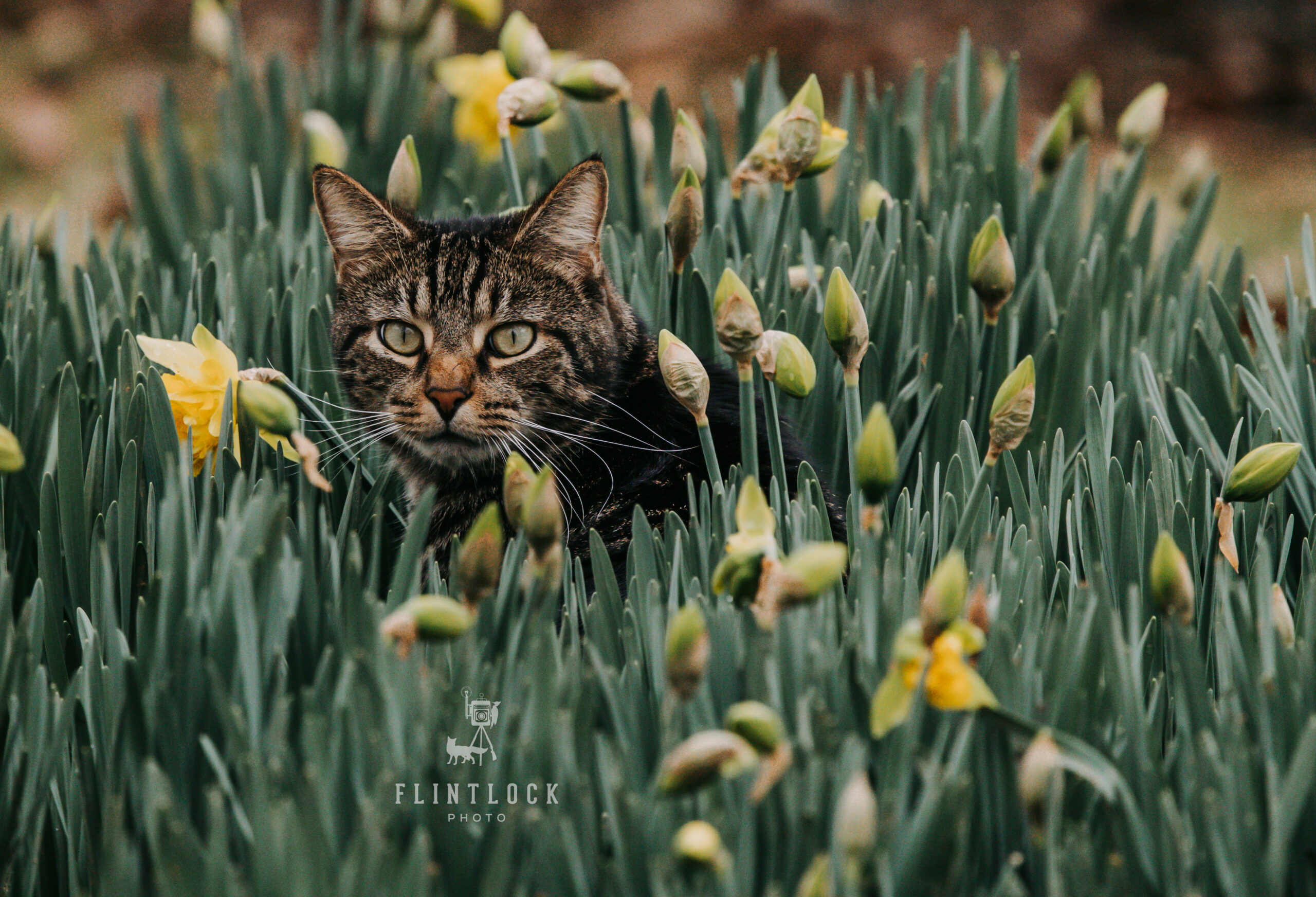 Brown Cat in a Crocus Bed