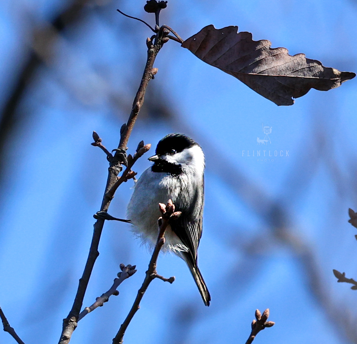 Black Capped Chickadee