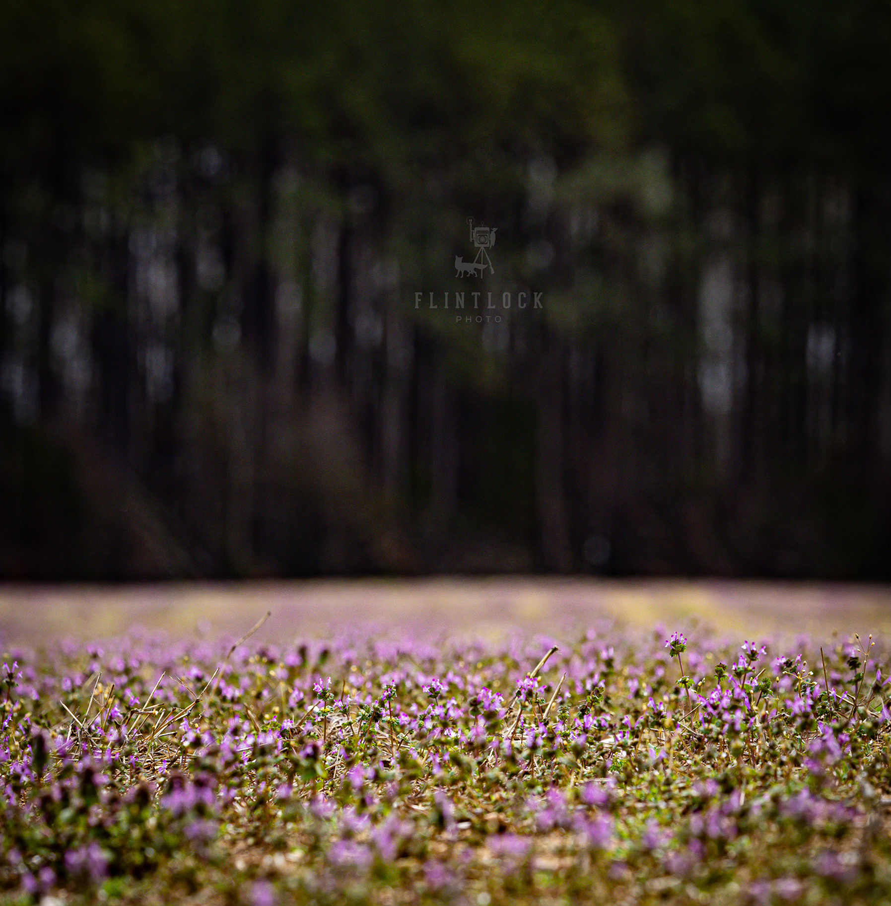 Fields of Henbit