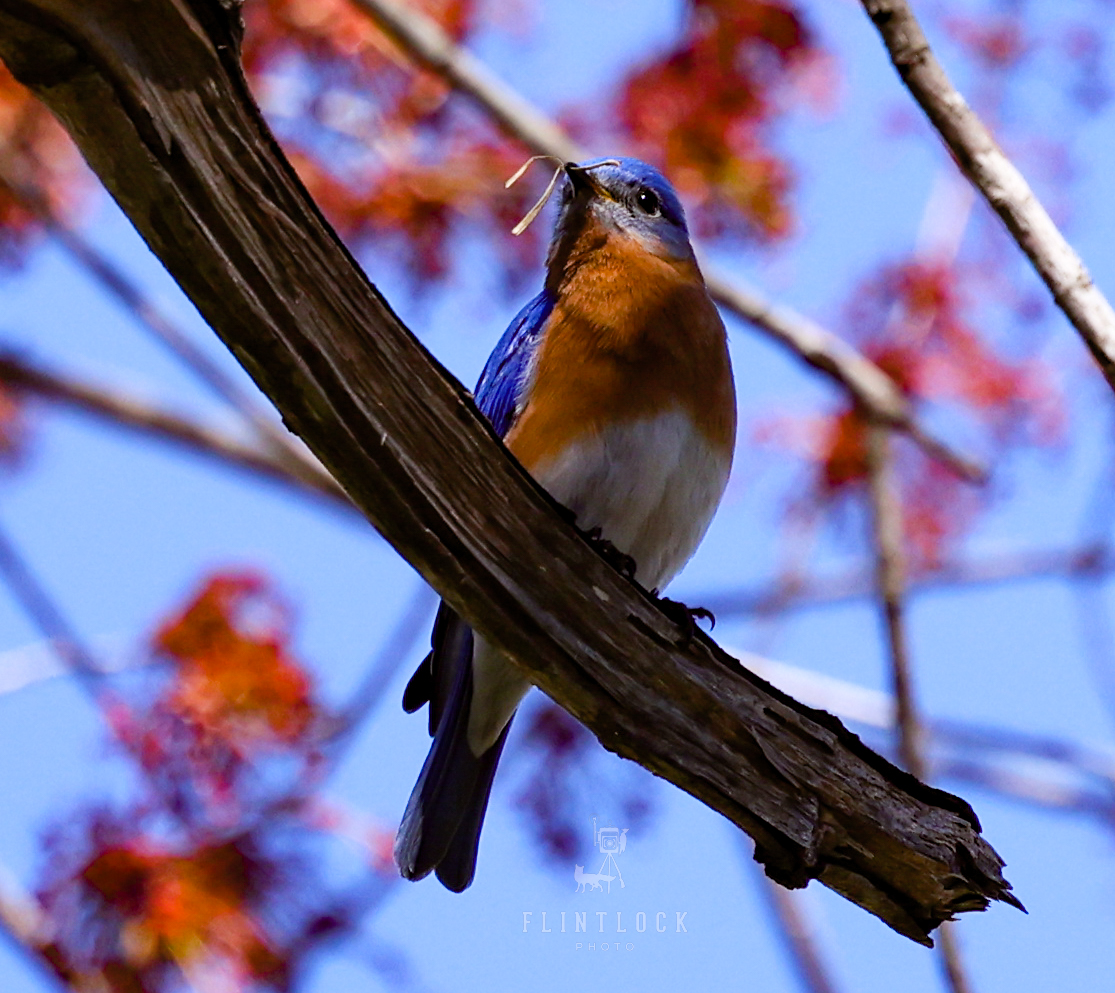 Bluebird in Spring