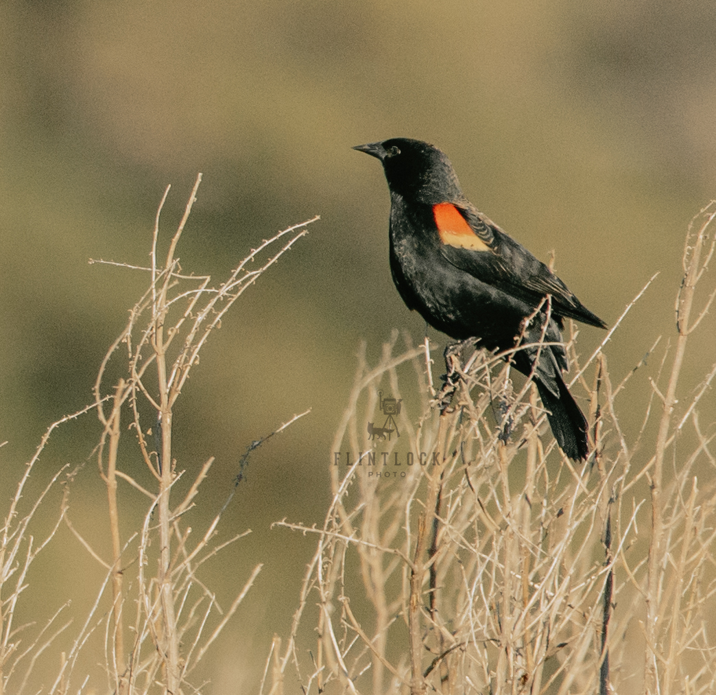 Red Winged Blackbird