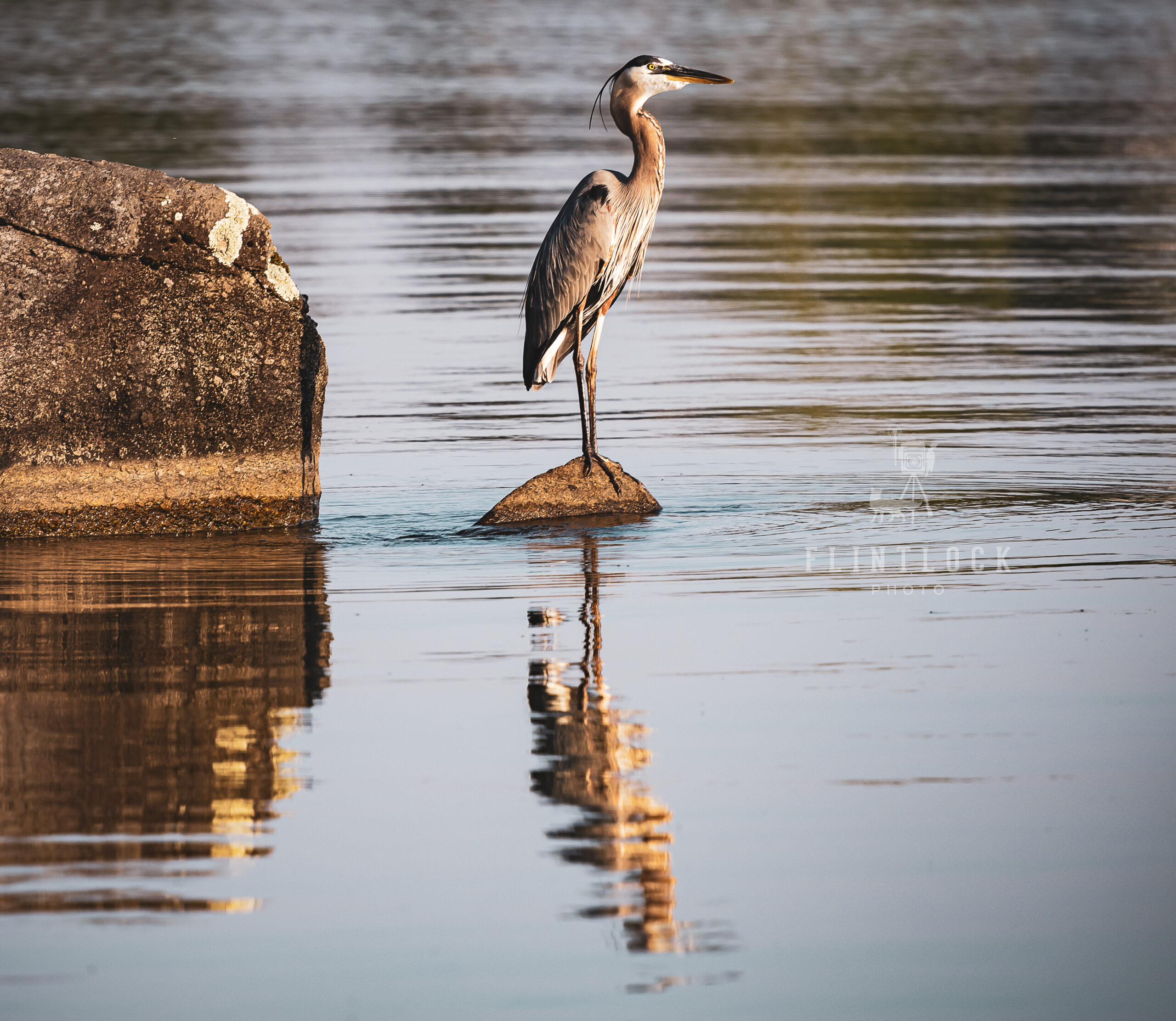 Blue Heron Angler Reflection