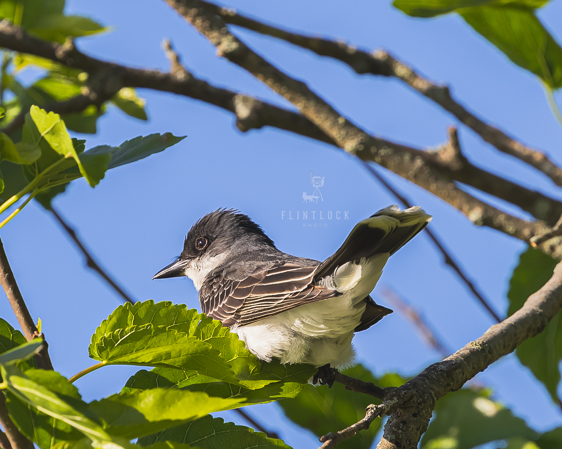 Kingbird